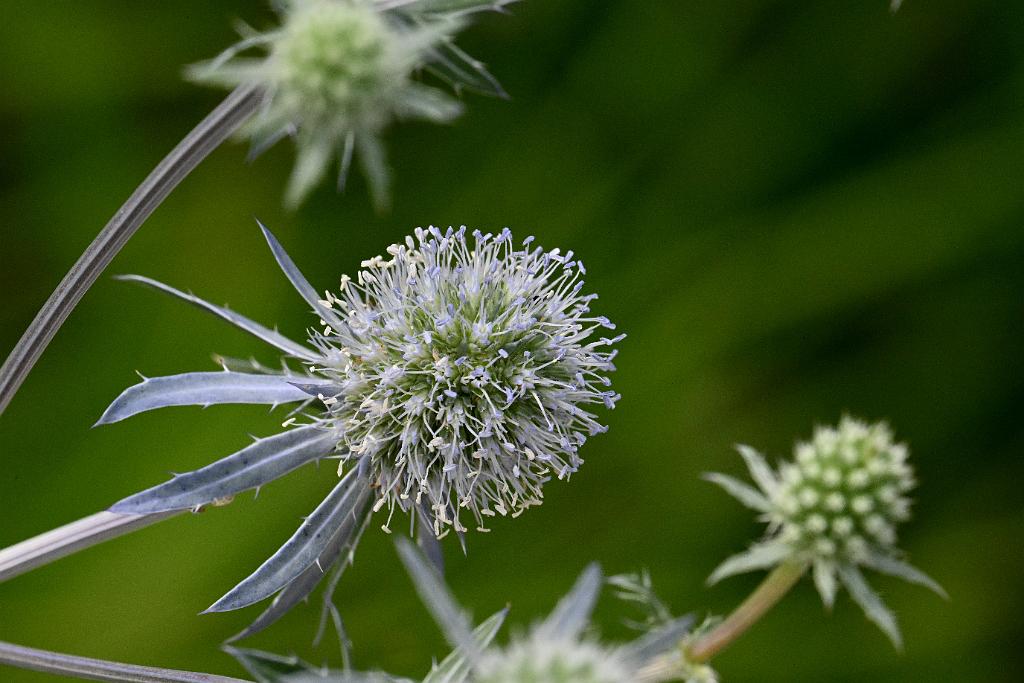 2025-07119532 Tower Hill Botanic Garden, MA.JPG - Sea Holly. New England Botanic Garden at Tower Hill, MA, 7-11-2025
